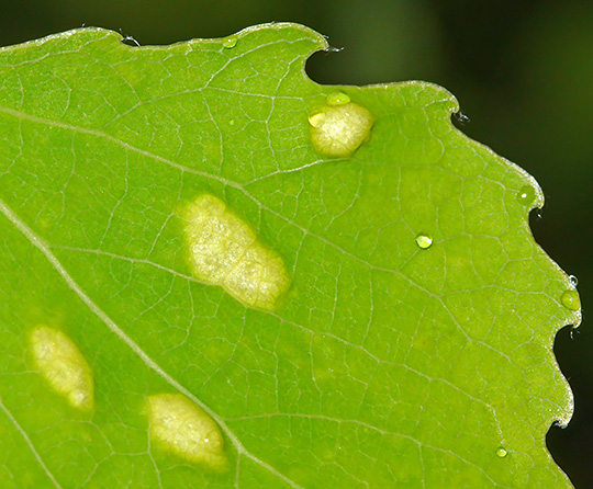 Phyllocoptes populi