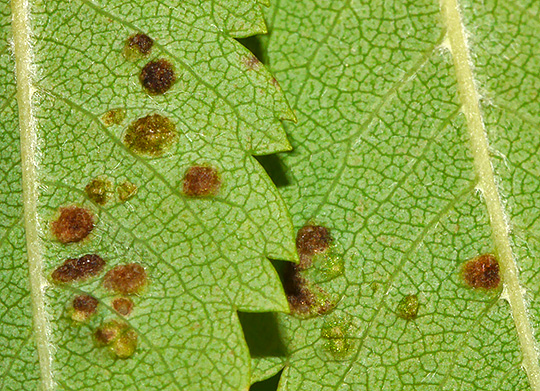 Phyllocoptes sorbeus