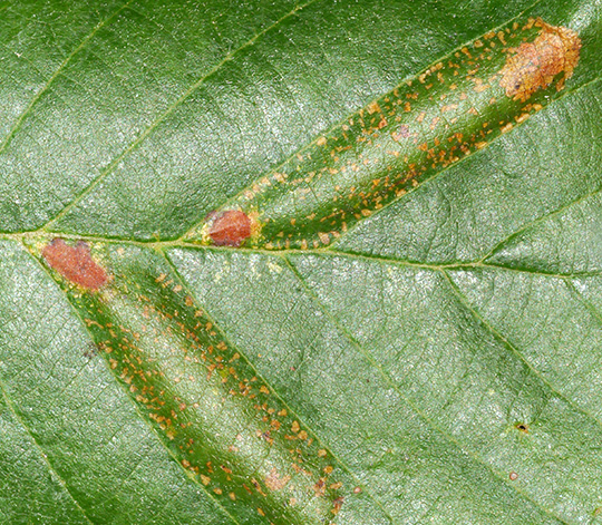 Phyllonorycter froelichiella