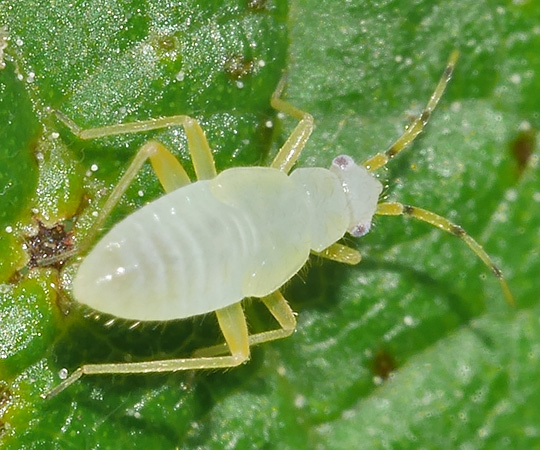 Phylus coryli