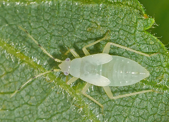 Phylus coryli