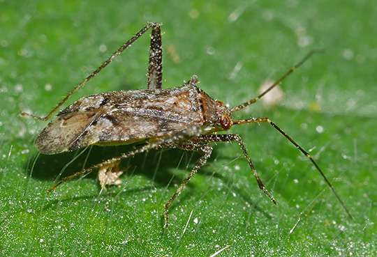 Phytocoris pini