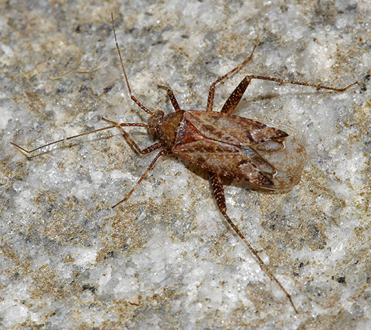 Phytocoris pini