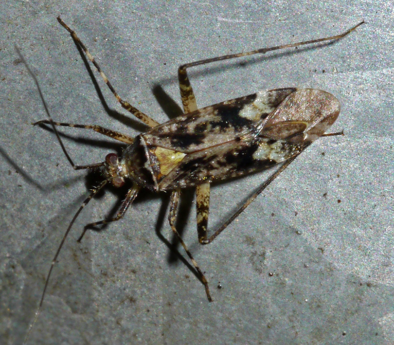 Phytocoris pini