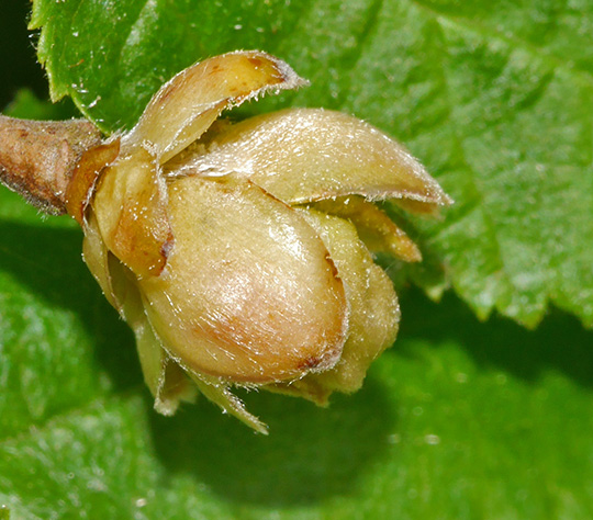 Phytoptus avellanae