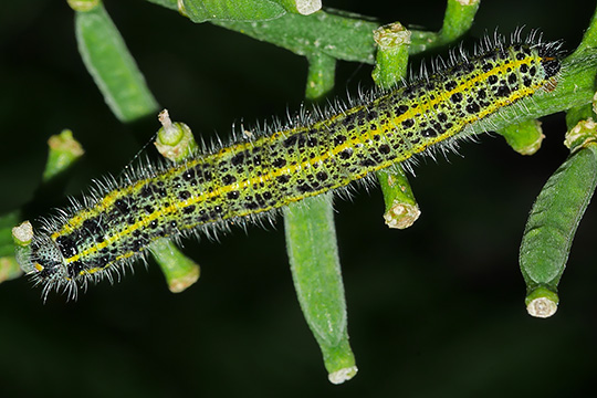 Pieris brassicae