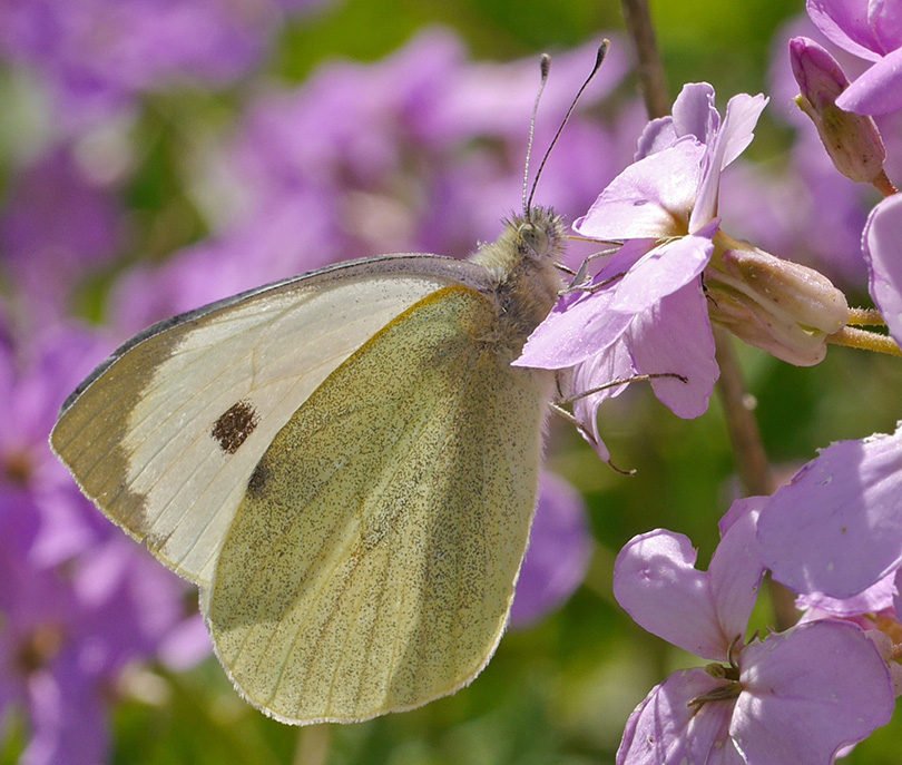 Pieris brassicae
