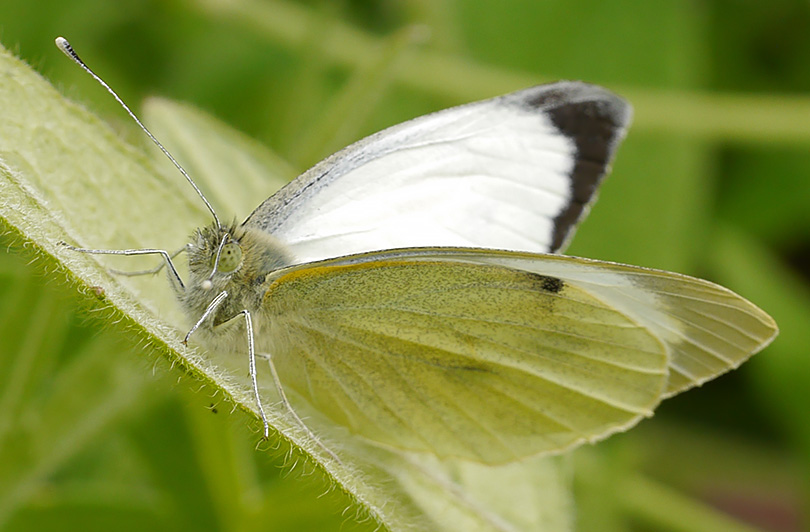 Pieris brassicae