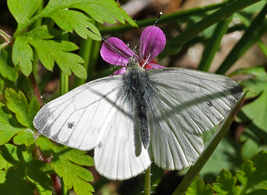 Pieris napi