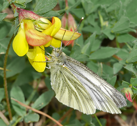 Pieris napi