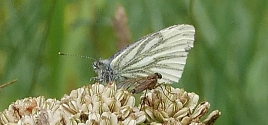 Pieris napi