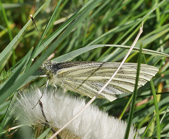 Pieris napi