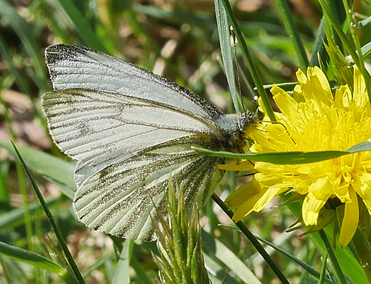 Pieris napi