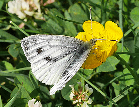 Pieris napi
