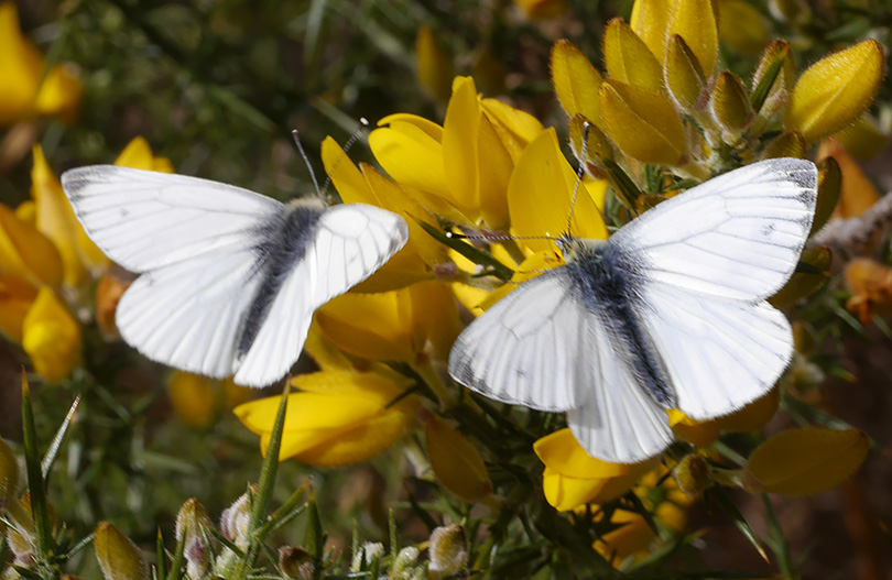 Pieris napi