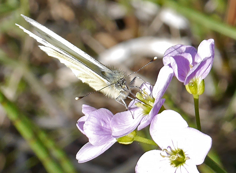 Pieris napi