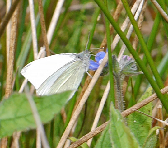Pieris napi