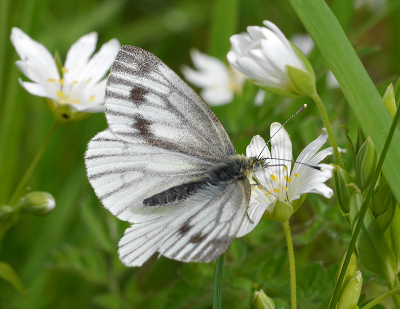 Pieris napi