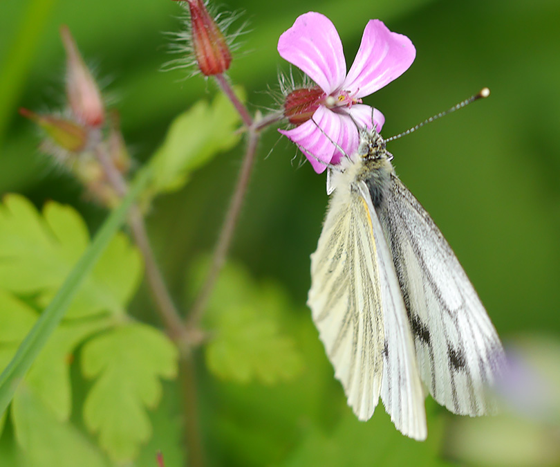 Pieris napi