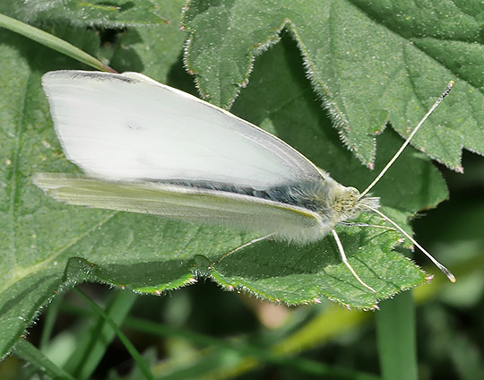 Pieris rapae