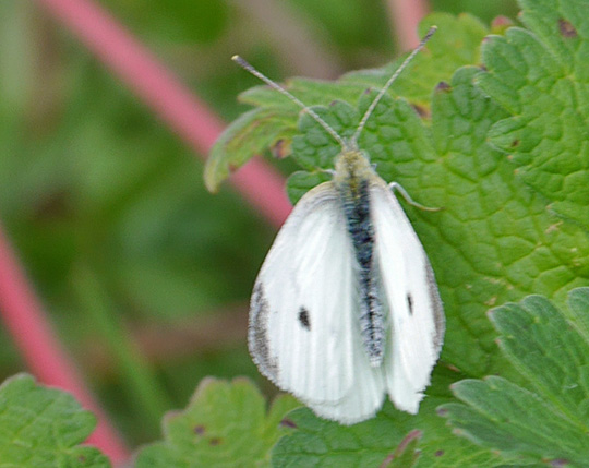 Pieris rapae
