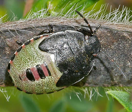 Piezodorus lituratus
