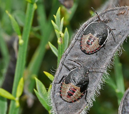 Piezodorus lituratus