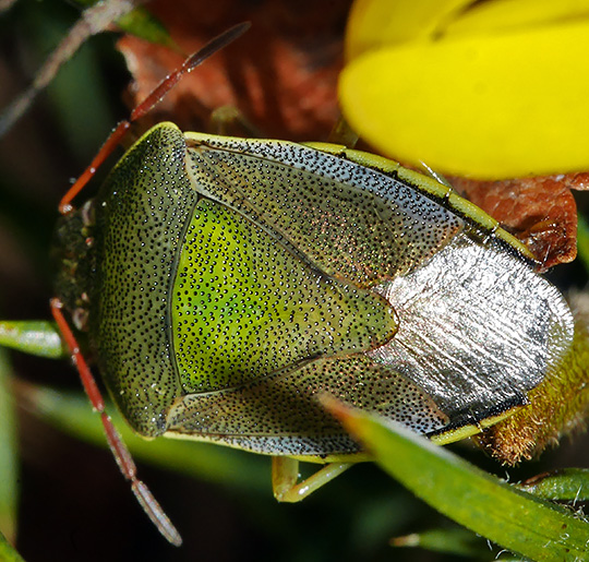 Piezodorus lituratus