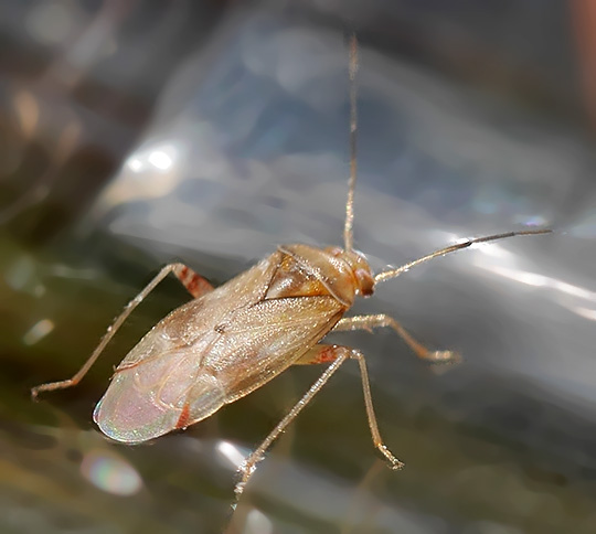 Pinalitus cervinus
