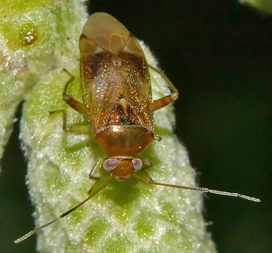 Pinalitus cervinus