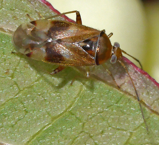 Pinalitus cervinus