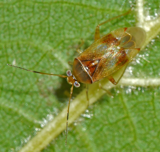 Pinalitus cervinus