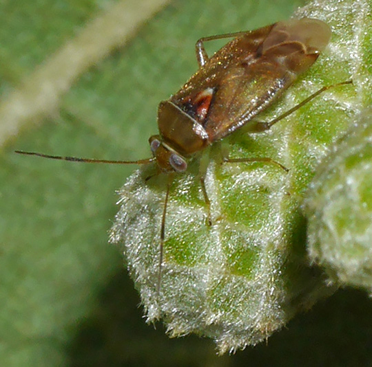 Pinalitus cervinus