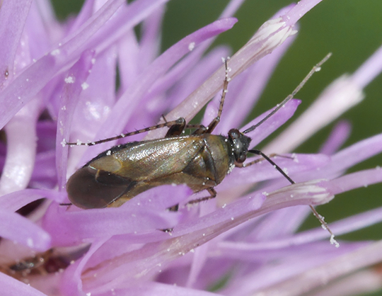 Plagiognathus arbustorum