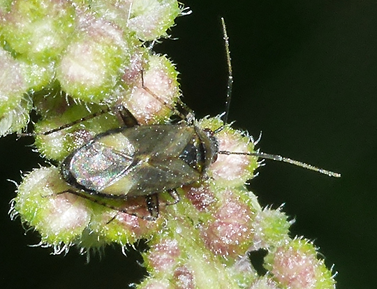 Plagiognathus arbustorum