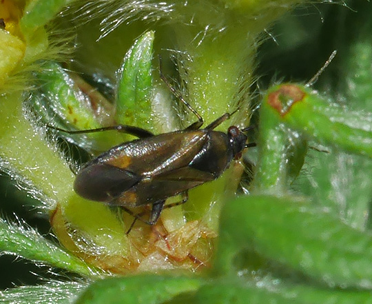 Plagiognathus arbustorum