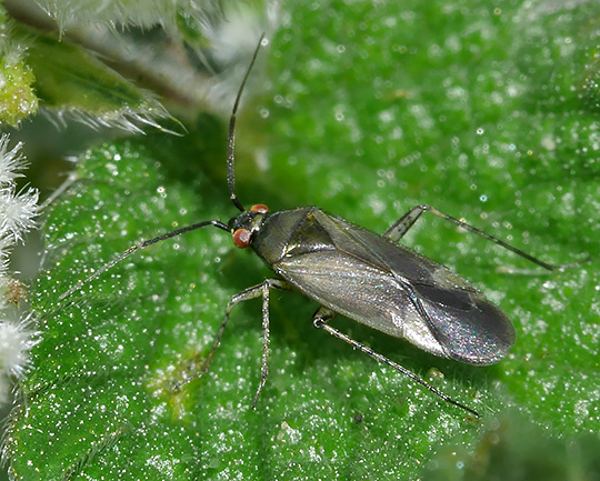 Plagiognathus arbustorum