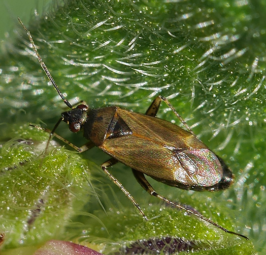 Plagiognathus arbustorum