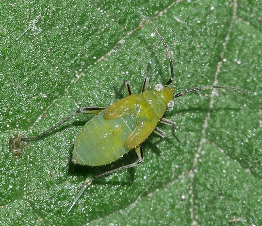 Plagiognathus arbustorum