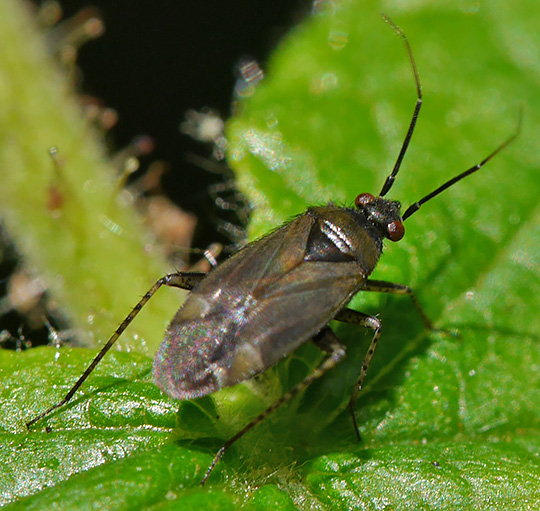 Plagiognathus arbustorum
