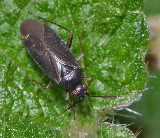 Plagiognathus arbustorum