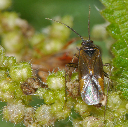 Plagiognathus arbustorum