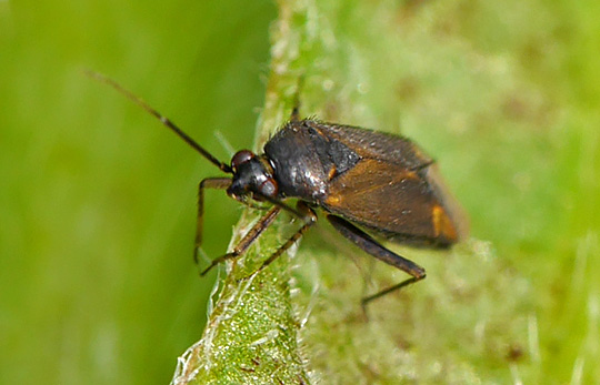 Plagiognathus arbustorum