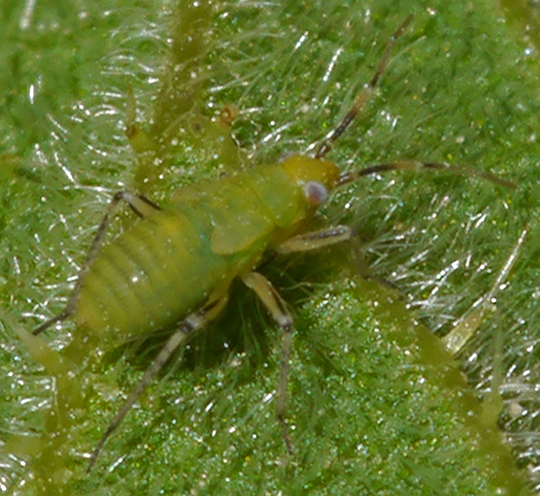 Plagiognathus arbustorum
