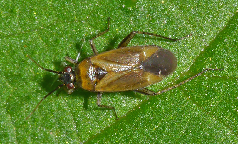 Plagiognathus arbustorum