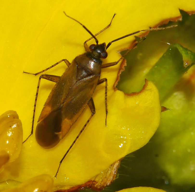 Plagiognathus arbustorum