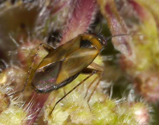 Plagiognathus arbustorum