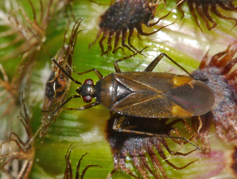 Plagiognathus arbustorum