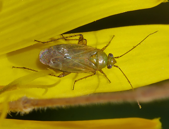 Plagiognathus chrysanthemi