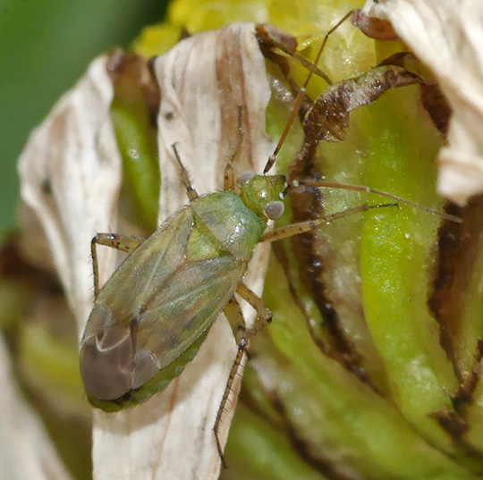 Plagiognathus chrysanthemi